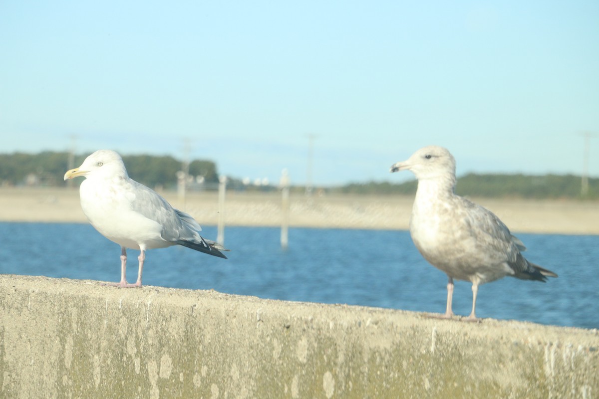 racek americký - ML643184897