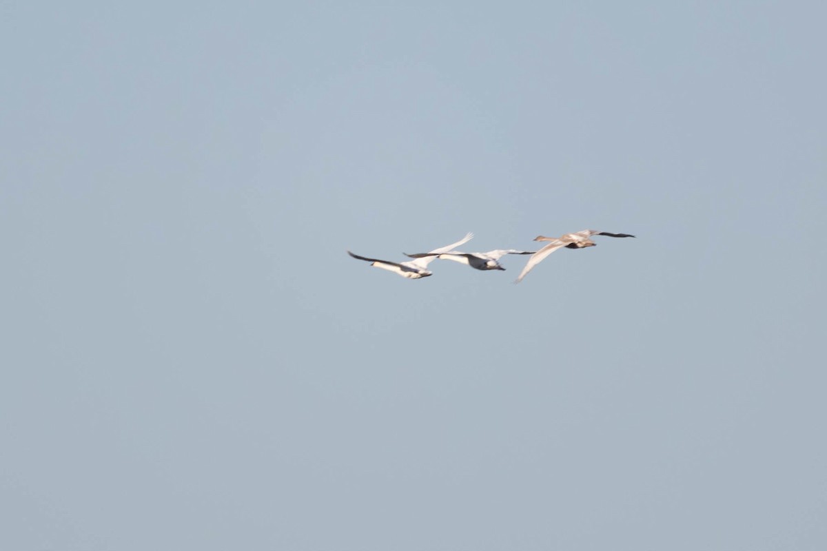 Trumpeter Swan - ML643184901