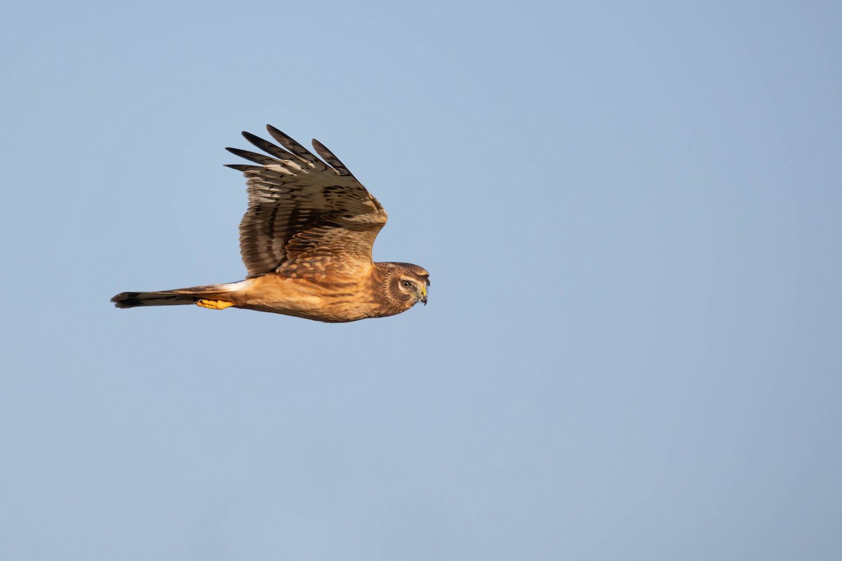 Northern Harrier - ML643184908