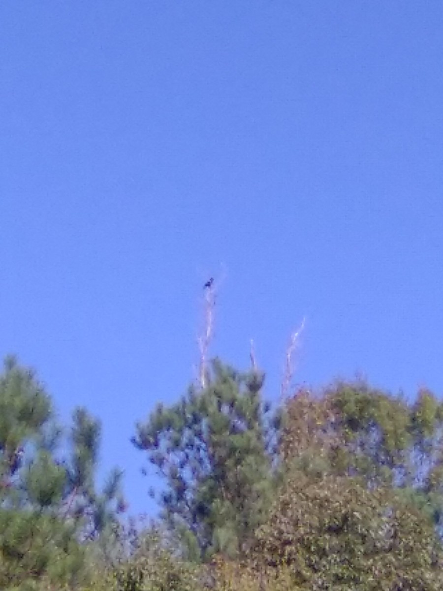 American Crow - ML643184916