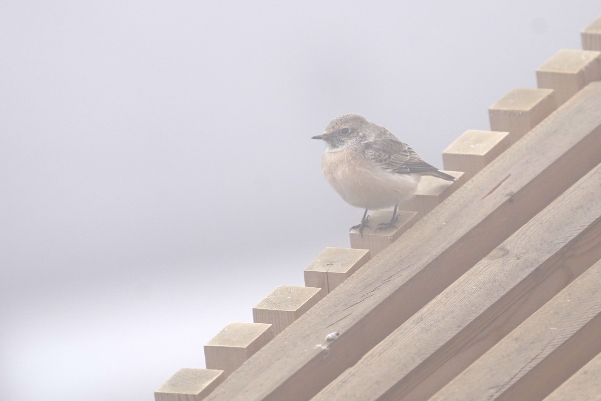 セグロサバクヒタキ - ML643184917