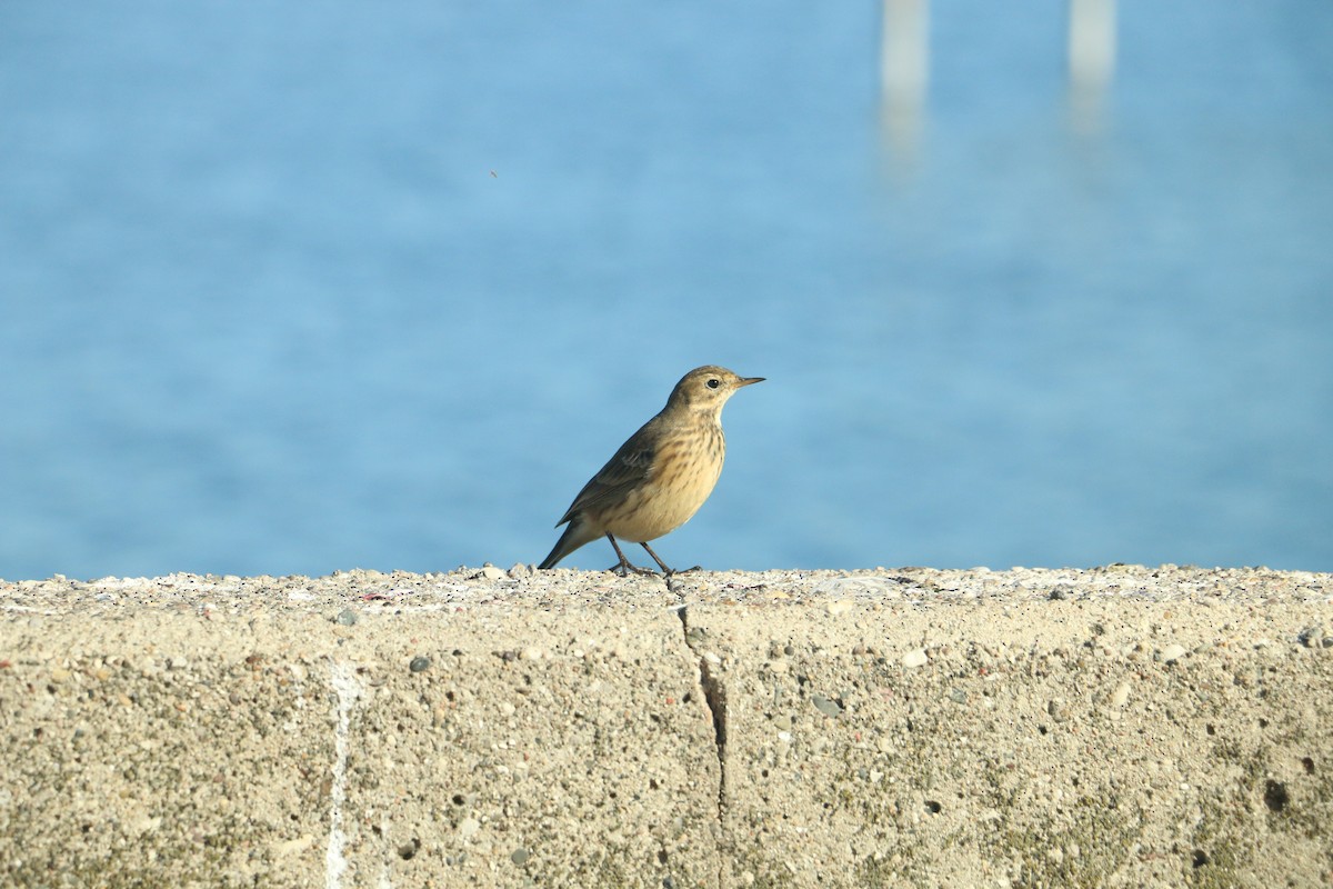 linduška tundrová - ML643184921