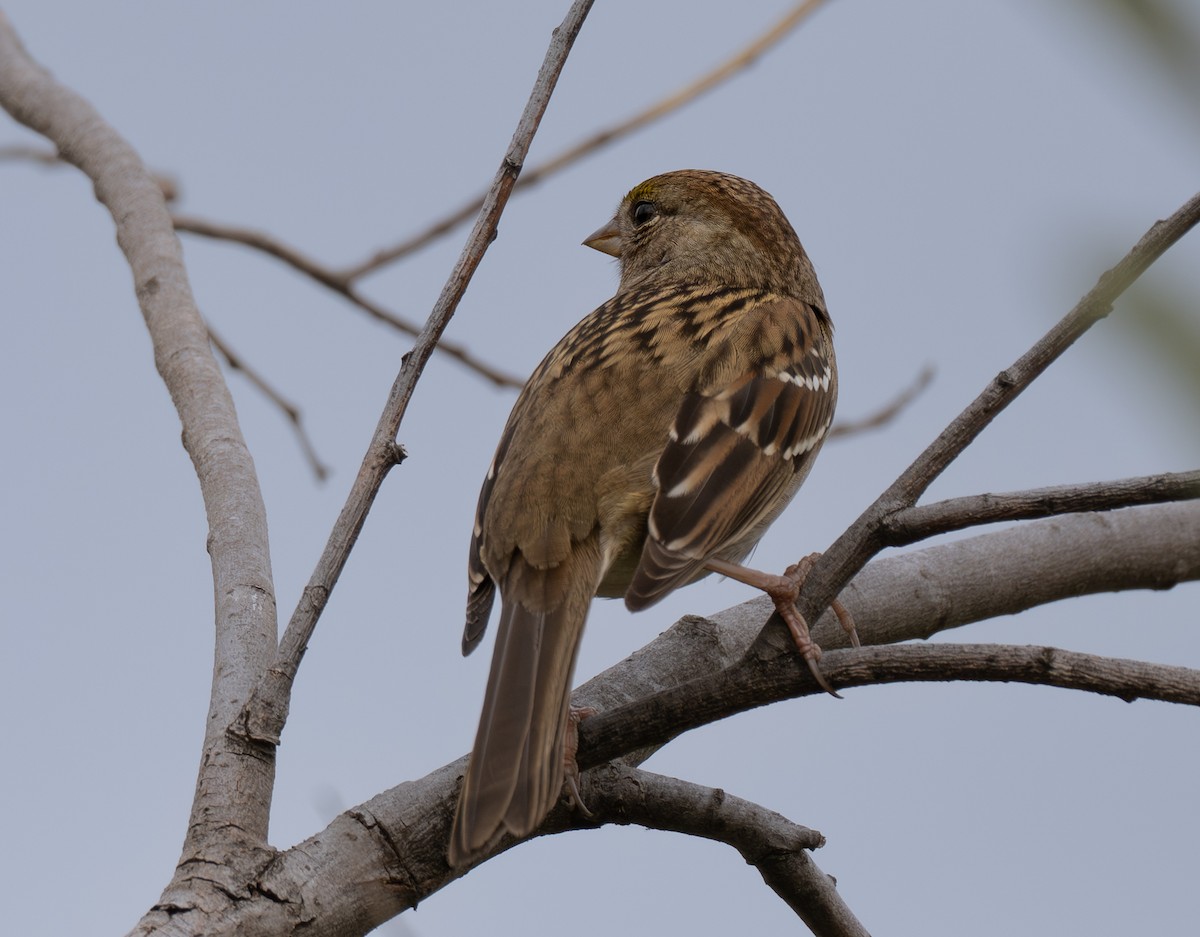 Golden-crowned Sparrow - ML643184924