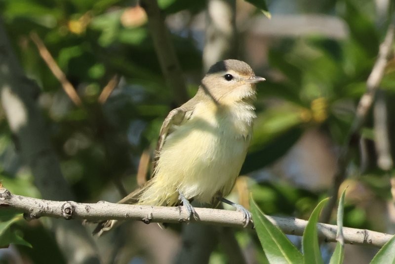 Eastern/Western Warbling Vireo - ML643184946