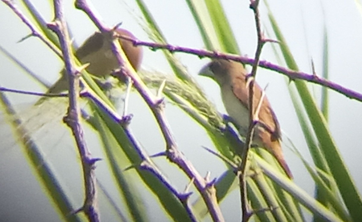 Tricolored Munia - ML643184947