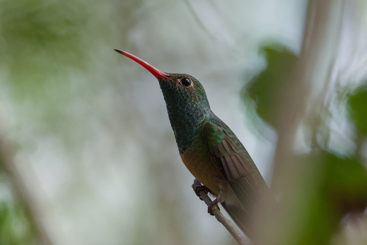Buff-bellied Hummingbird - ML643184949