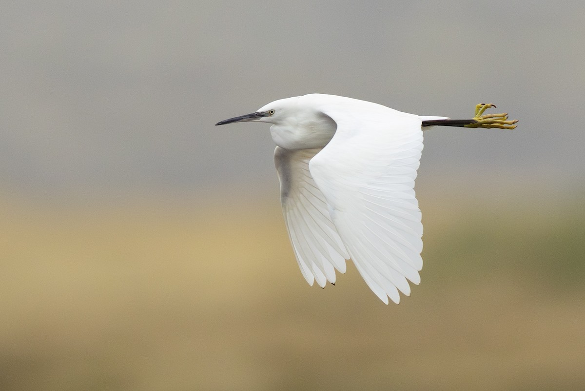 Little Egret - ML643184951