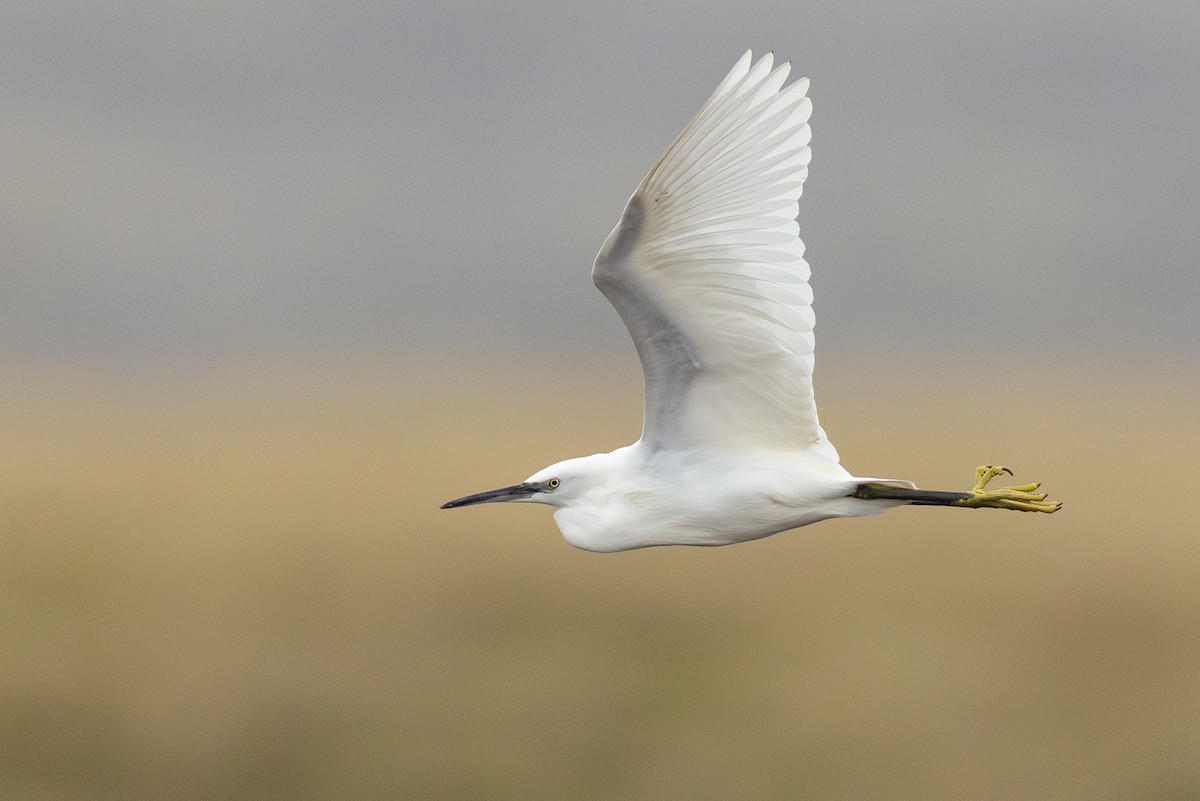 Little Egret - ML643184952