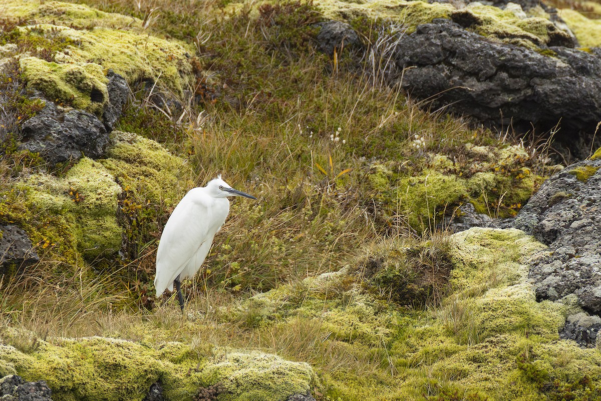 Little Egret - ML643184953
