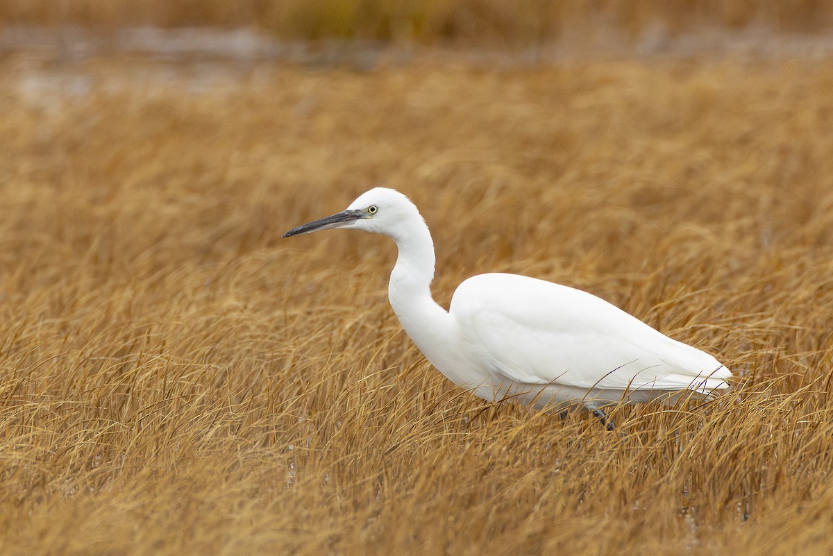 Little Egret - ML643184954