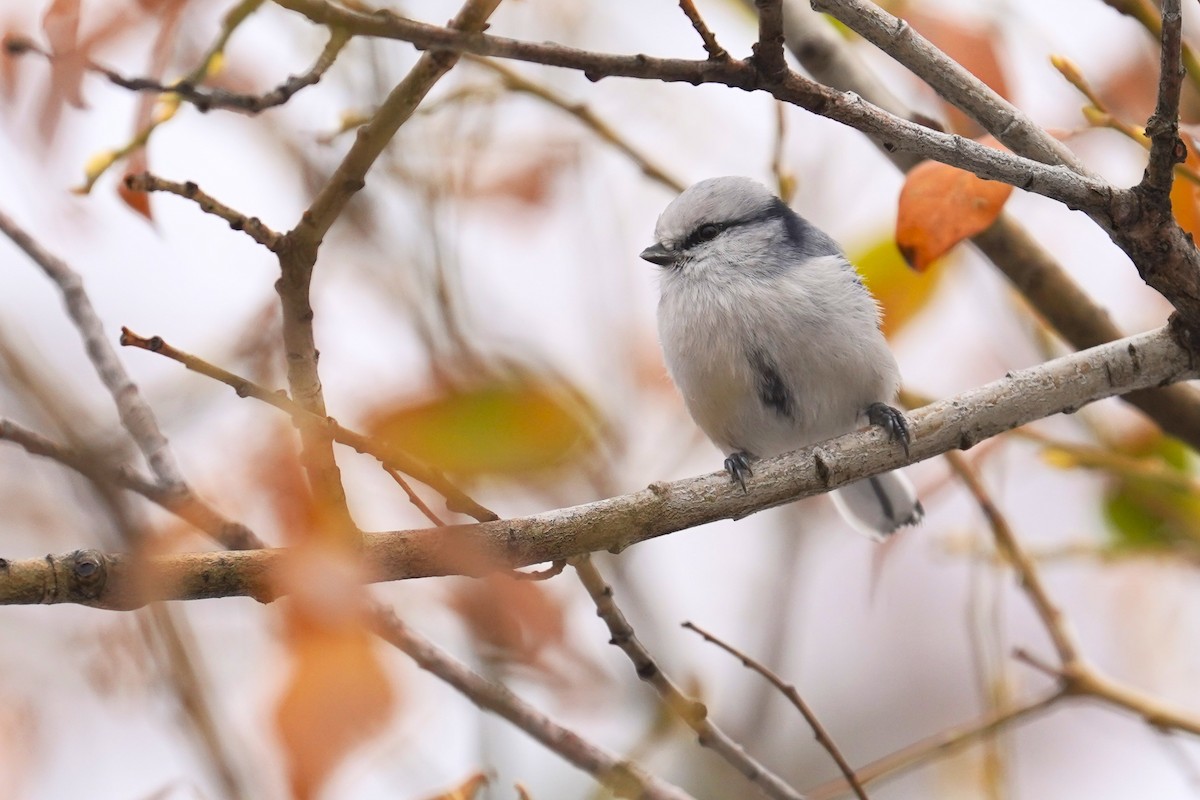 ルリガラ - ML643184956