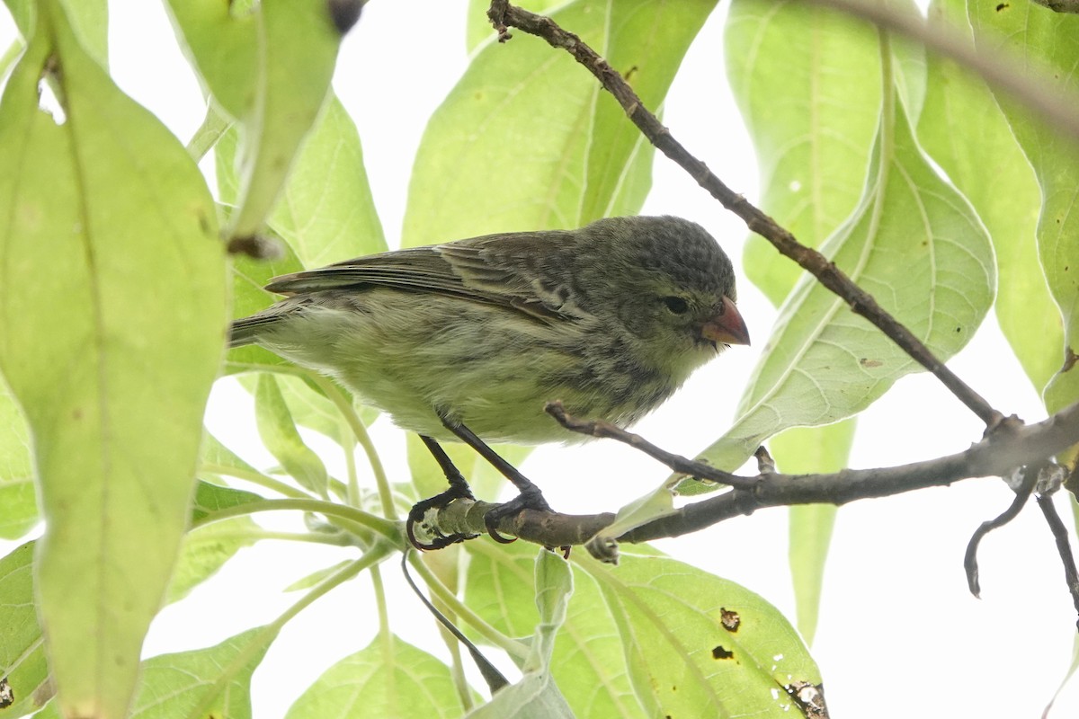 Small Tree-Finch - ML643184962