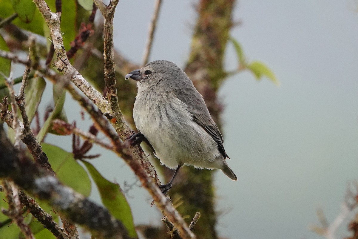 Small Tree-Finch - ML643184963