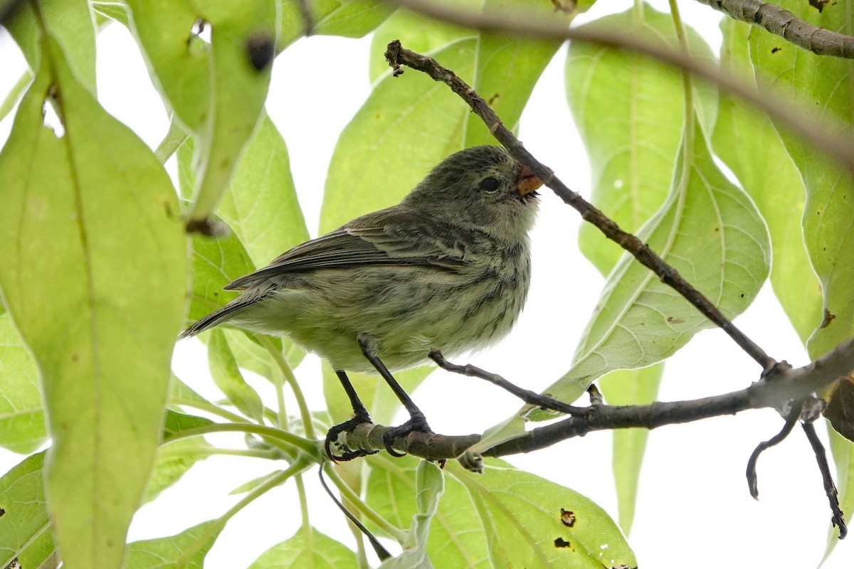 Small Tree-Finch - ML643184964