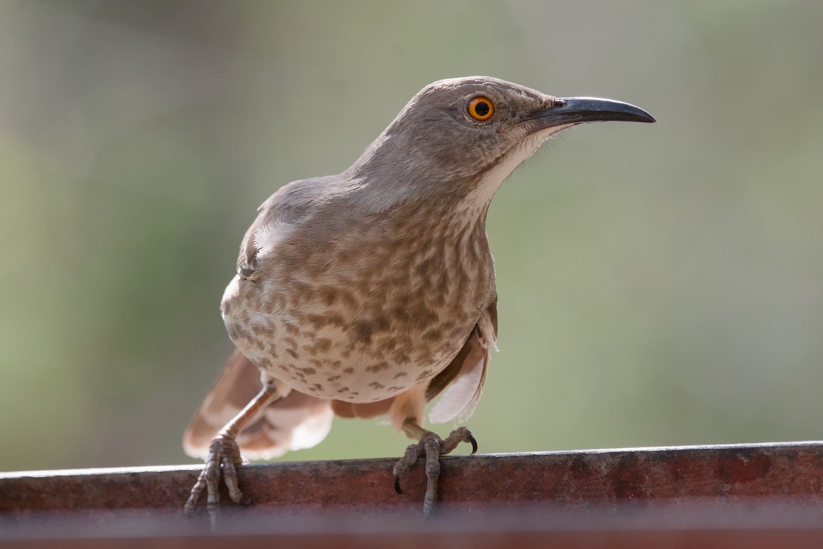 Curve-billed Thrasher - ML643184965