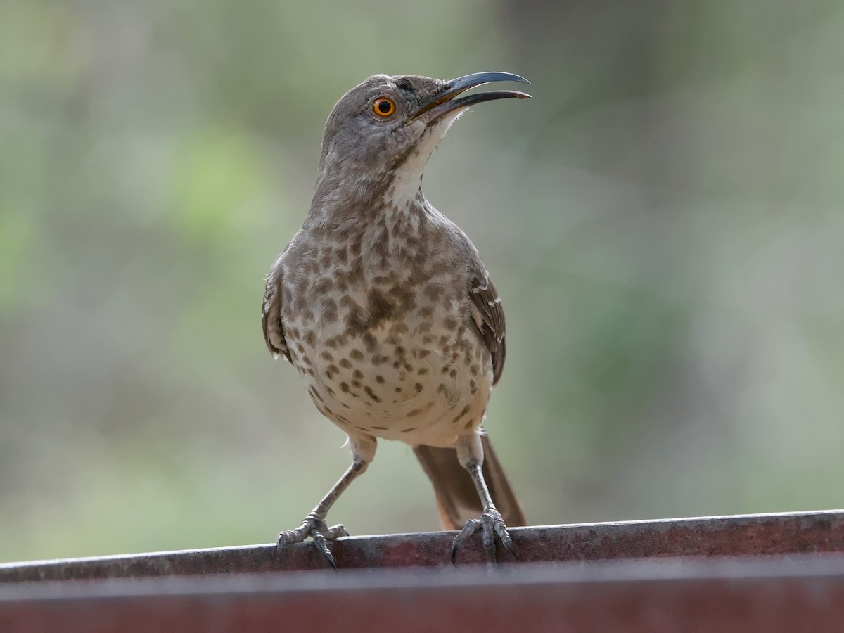 Curve-billed Thrasher - ML643184967