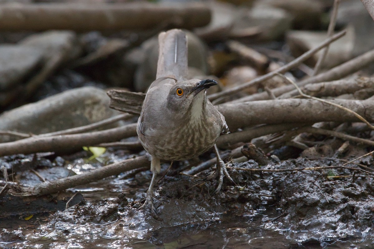 Curve-billed Thrasher - ML643184969
