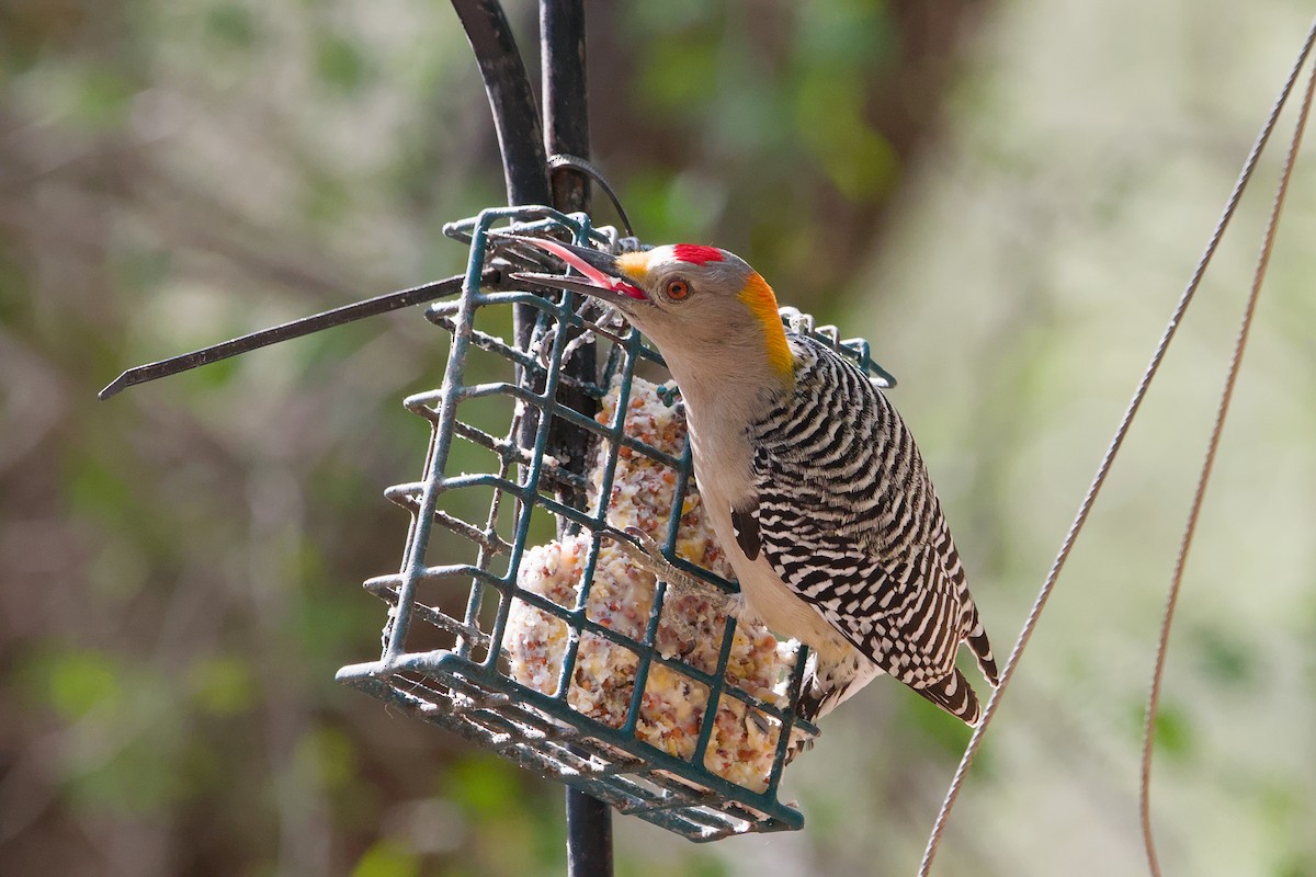 Golden-fronted Woodpecker - ML643184972