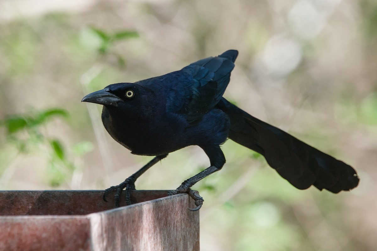 Great-tailed Grackle - ML643184973