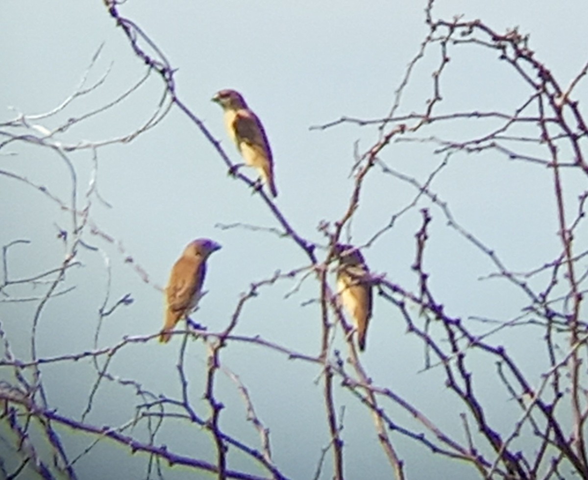 Tricolored Munia - ML643184975