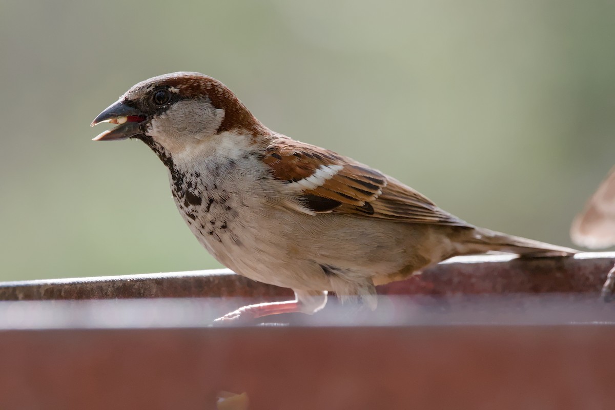 House Sparrow - ML643184976