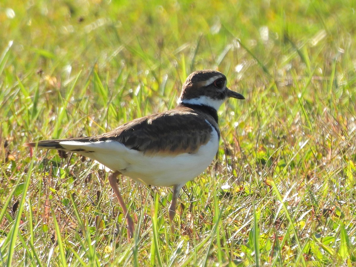 Killdeer - ML643184977