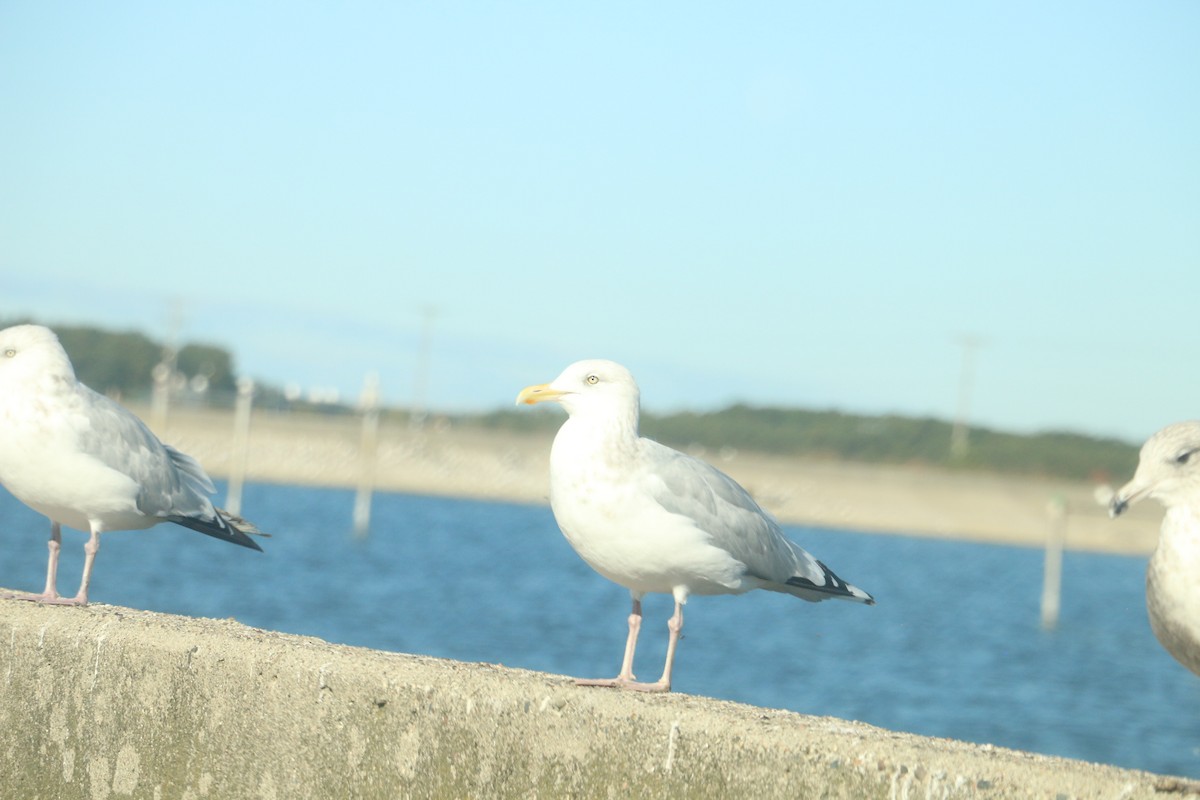 racek americký - ML643184978