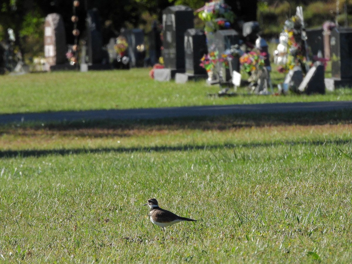 Killdeer - ML643184980