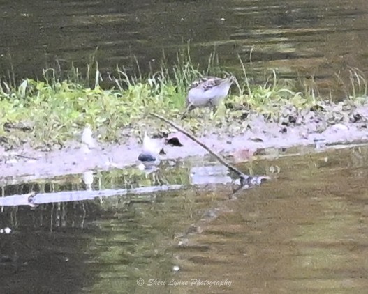 コシジロウズラシギ - ML643184982