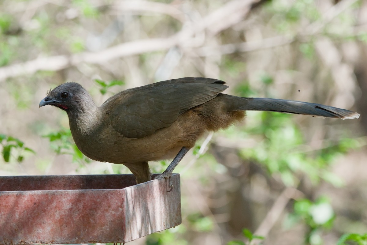 Plain Chachalaca - ML643184983