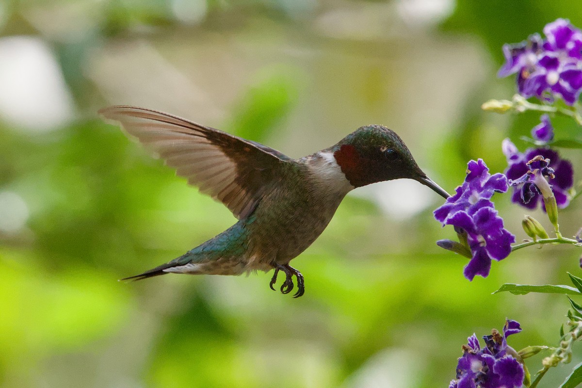 Ruby-throated Hummingbird - ML643184984