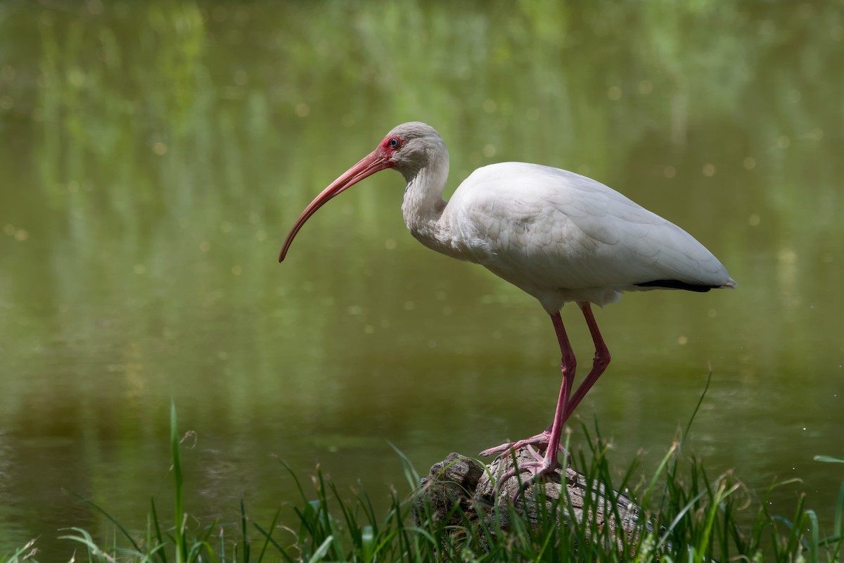 White Ibis - ML643184988