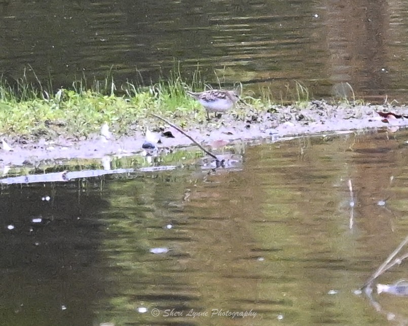 コシジロウズラシギ - ML643184990