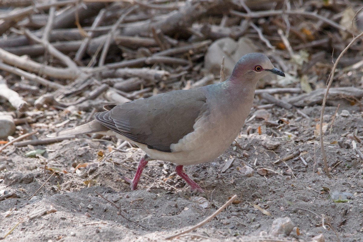 White-tipped Dove - ML643184992