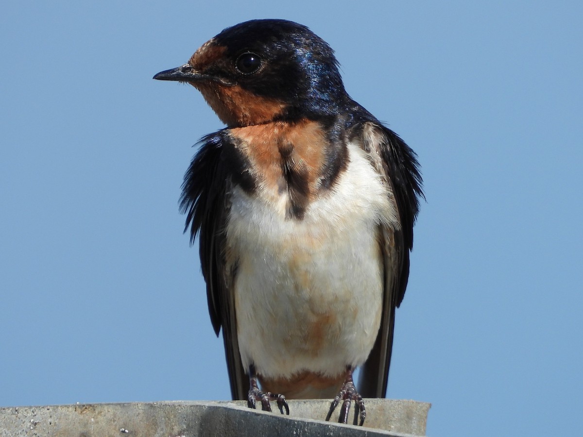 låvesvale (erythrogaster) - ML643184995