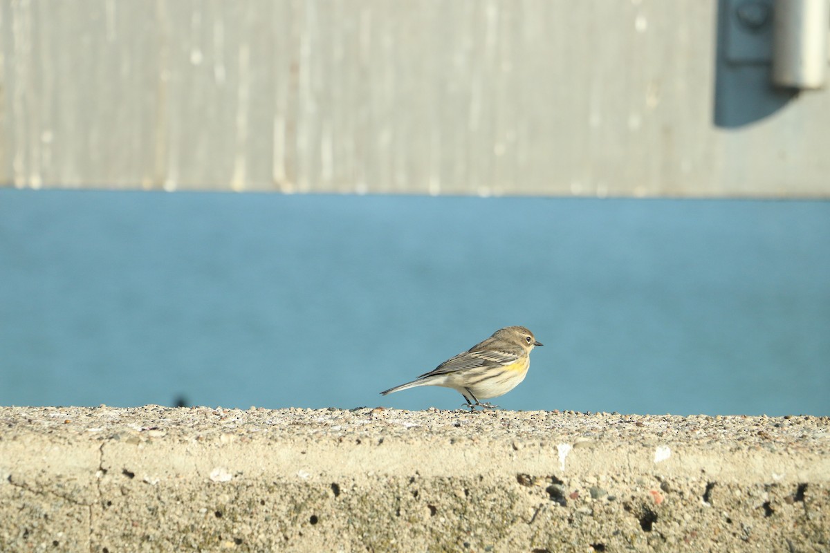 lesňáček žlutoskvrnný - ML643184998