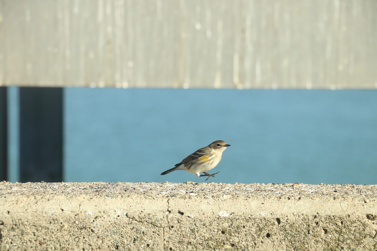 lesňáček žlutoskvrnný - ML643185005