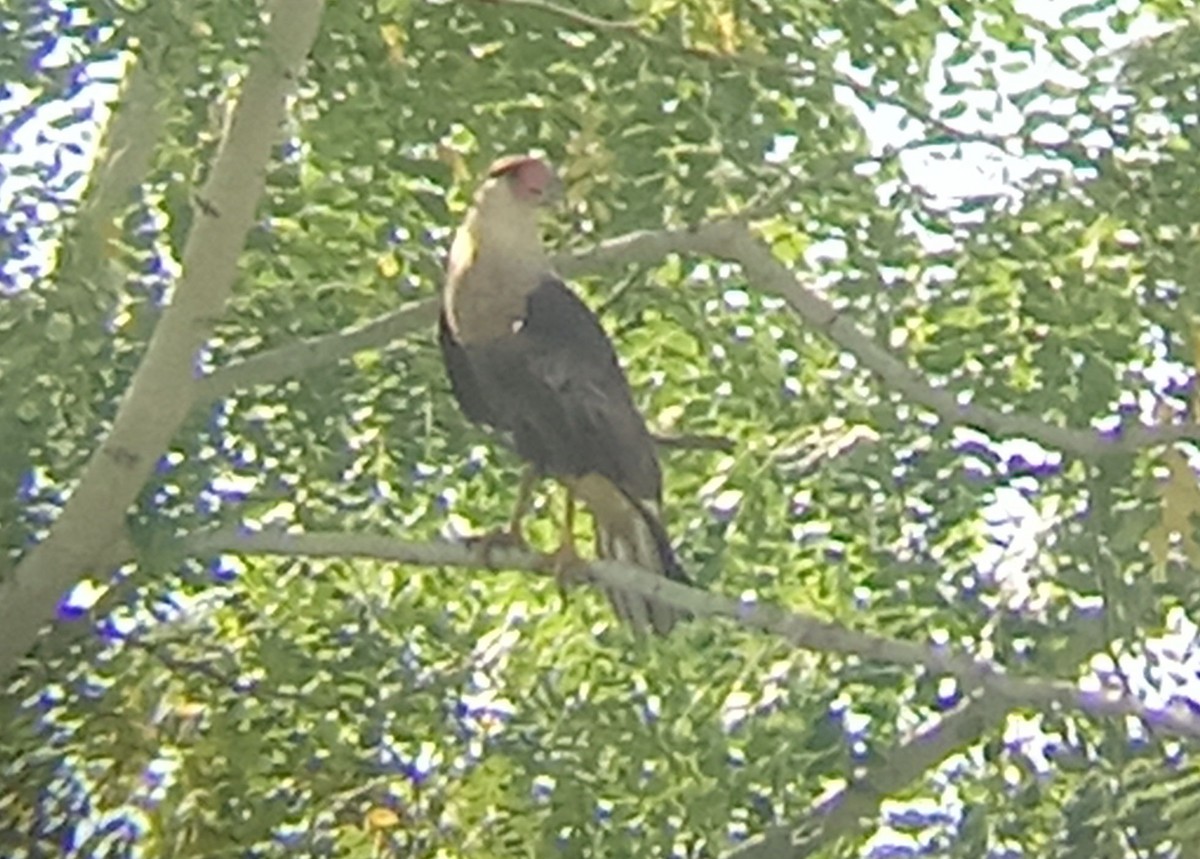 Crested Caracara - ML643185014