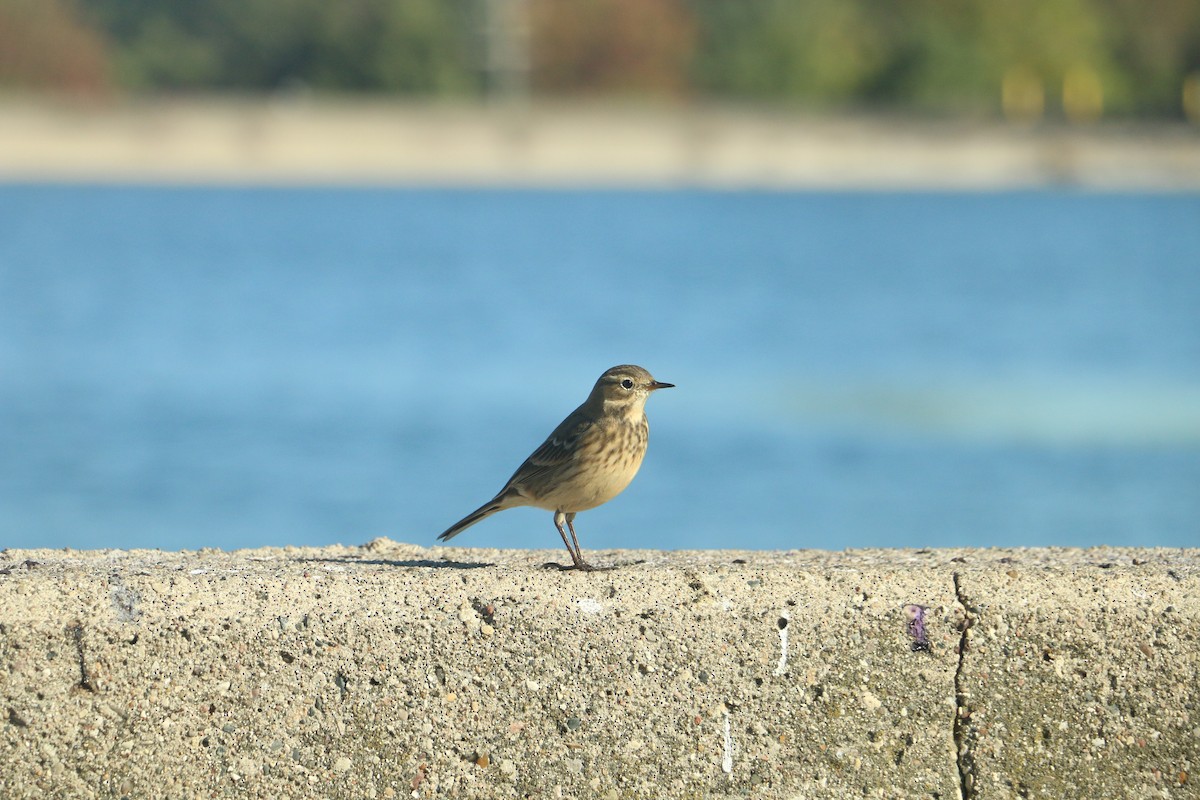 linduška tundrová - ML643185039