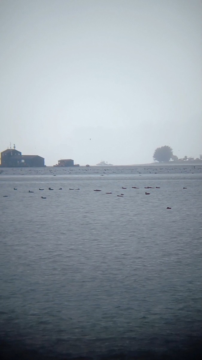 Sooty Shearwater - ML643185041