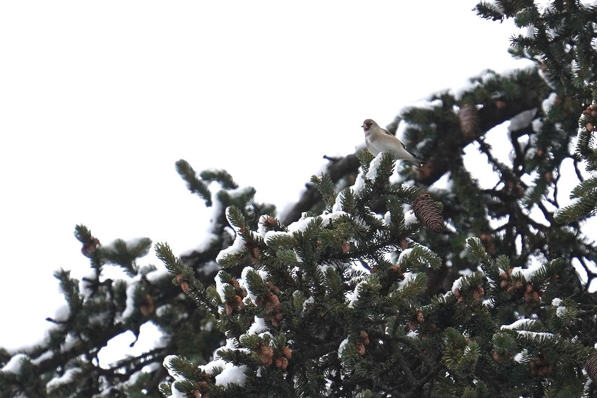 ハイガシラゴシキヒワ - ML643185050