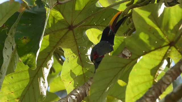 Green Aracari - ML643185053