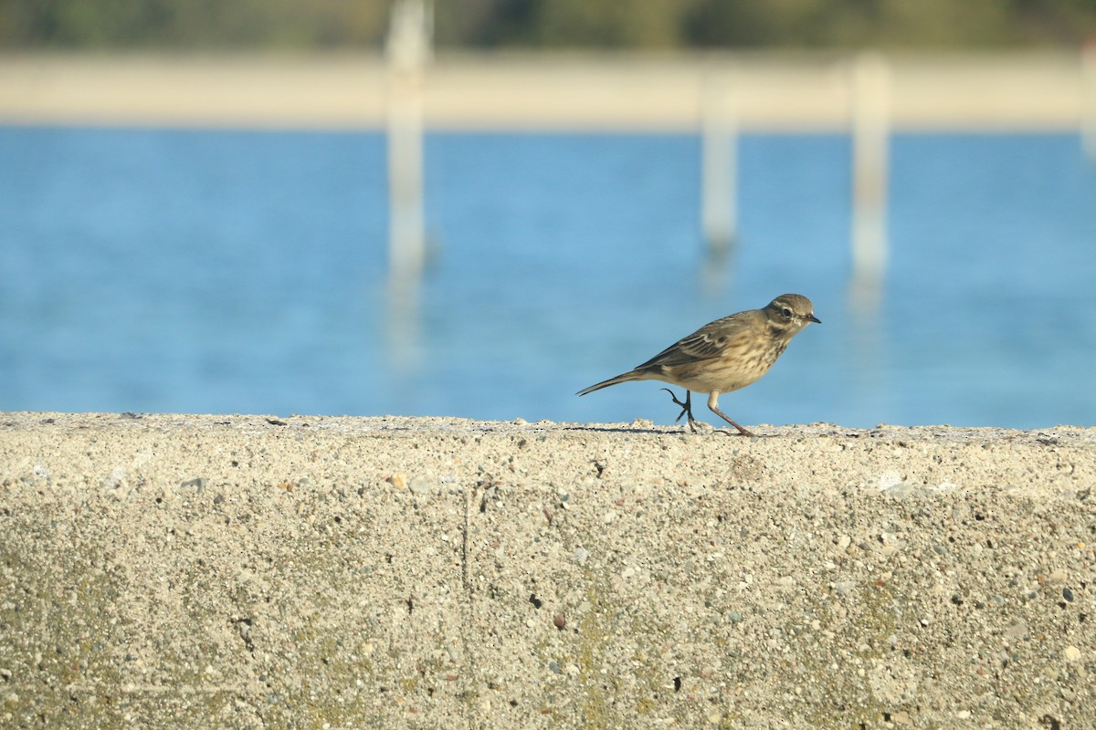 linduška tundrová - ML643185058