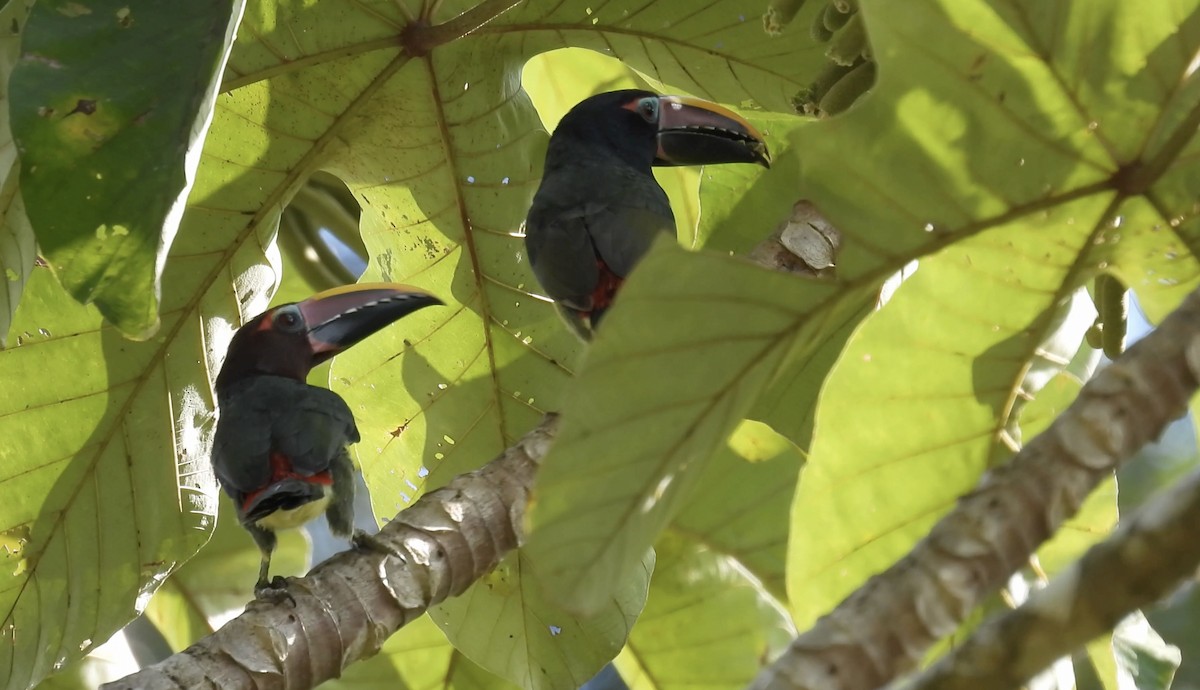 Green Aracari - ML643185064