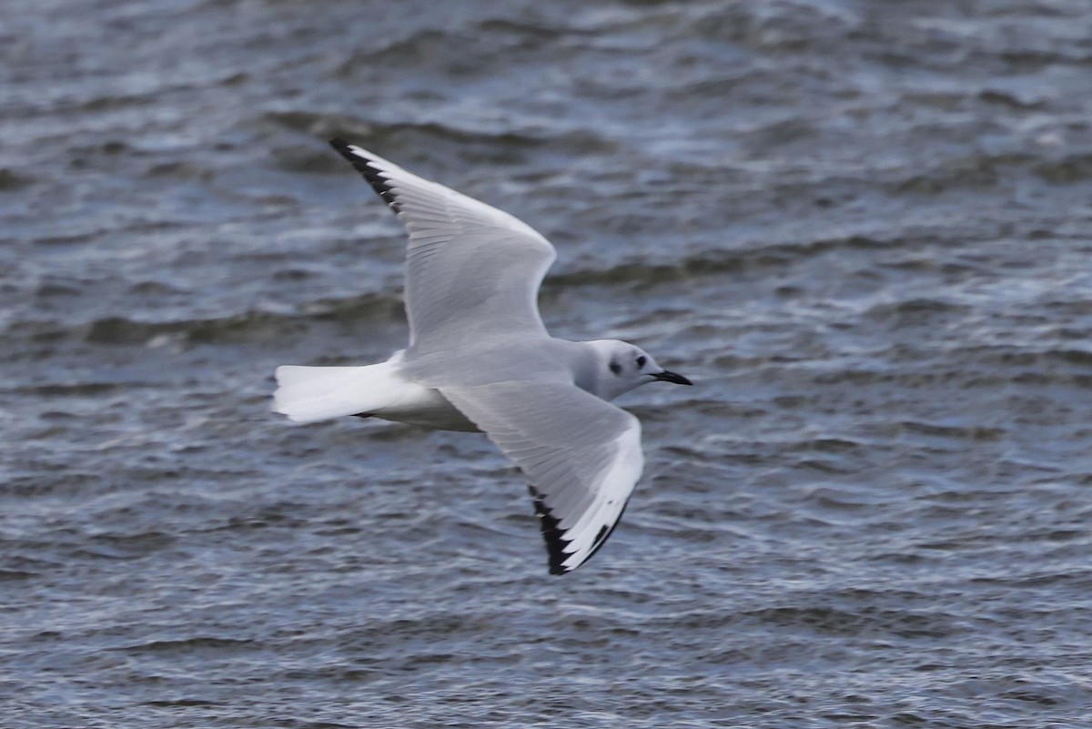 Bonaparte's Gull - ML643185065