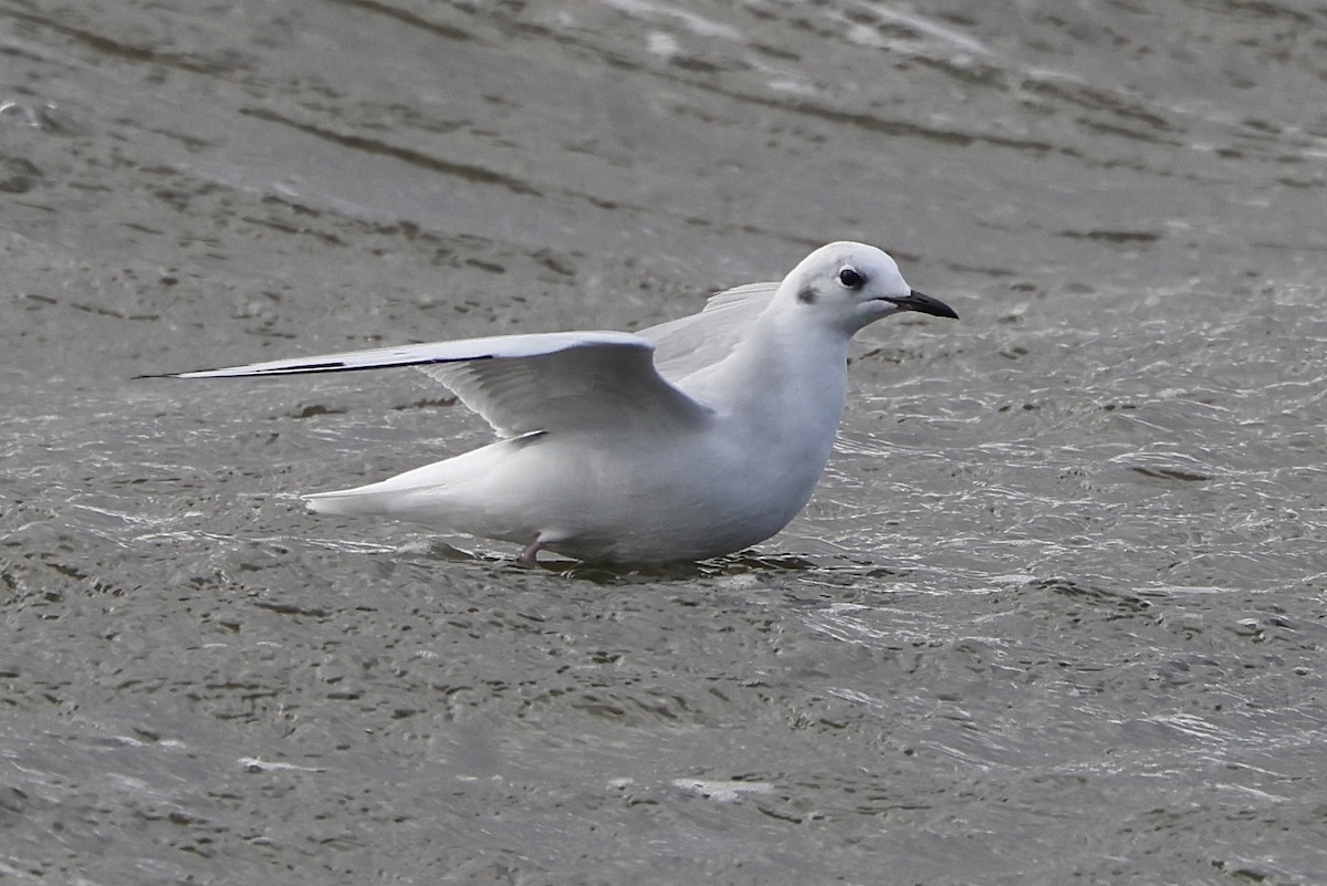 Bonaparte's Gull - ML643185066