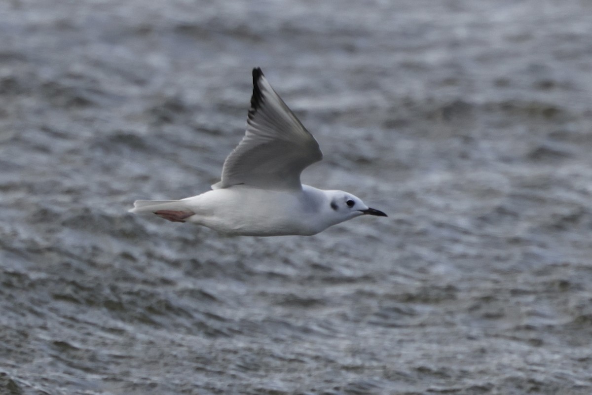 Bonaparte's Gull - ML643185067