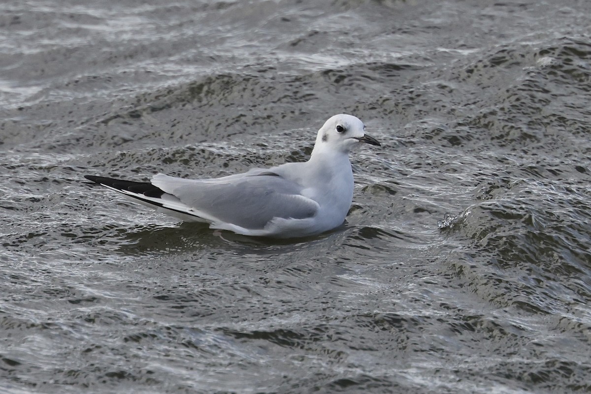Bonaparte's Gull - ML643185068