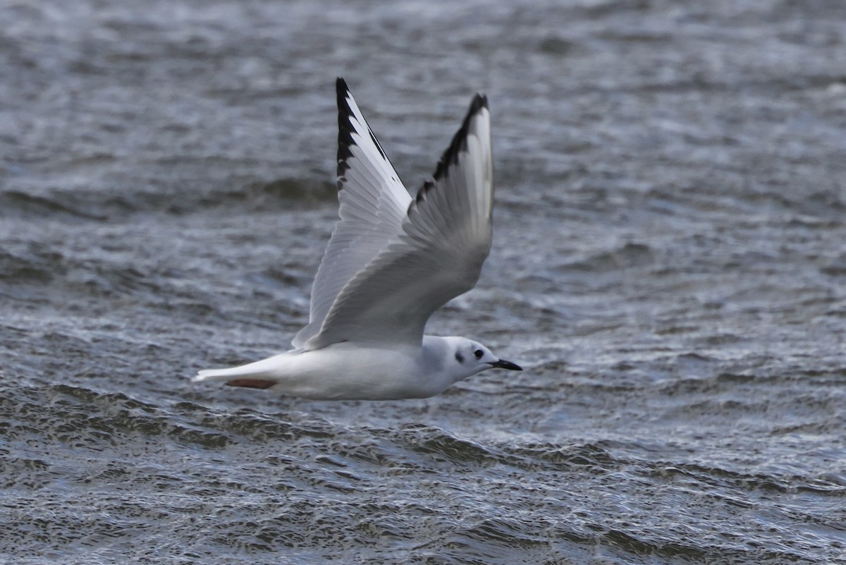 Bonaparte's Gull - ML643185069
