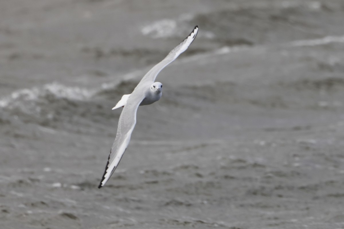Bonaparte's Gull - ML643185070